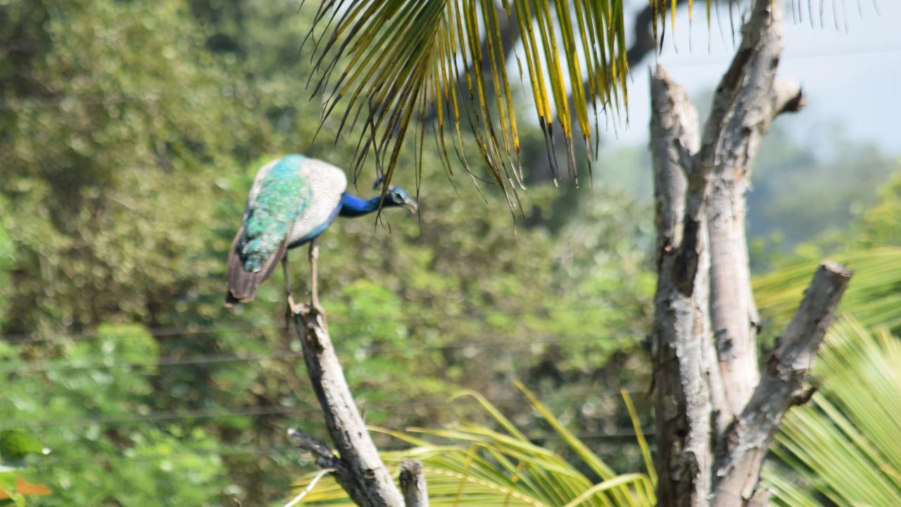 Sigiri Sarilco Rock View Treehouse Villa Sigiriya Exterior photo